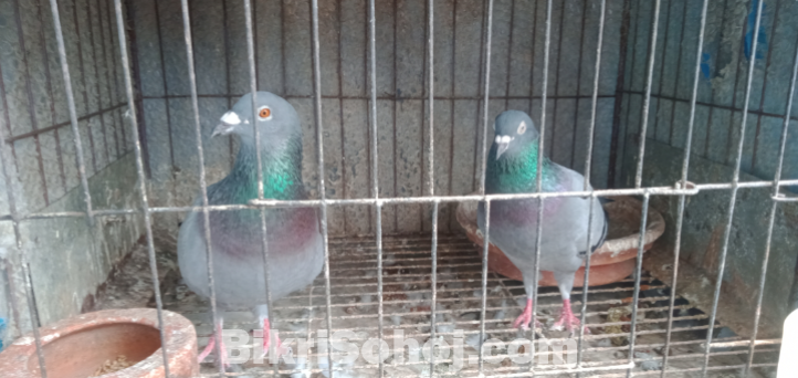 রেসার হোমা জোড়া